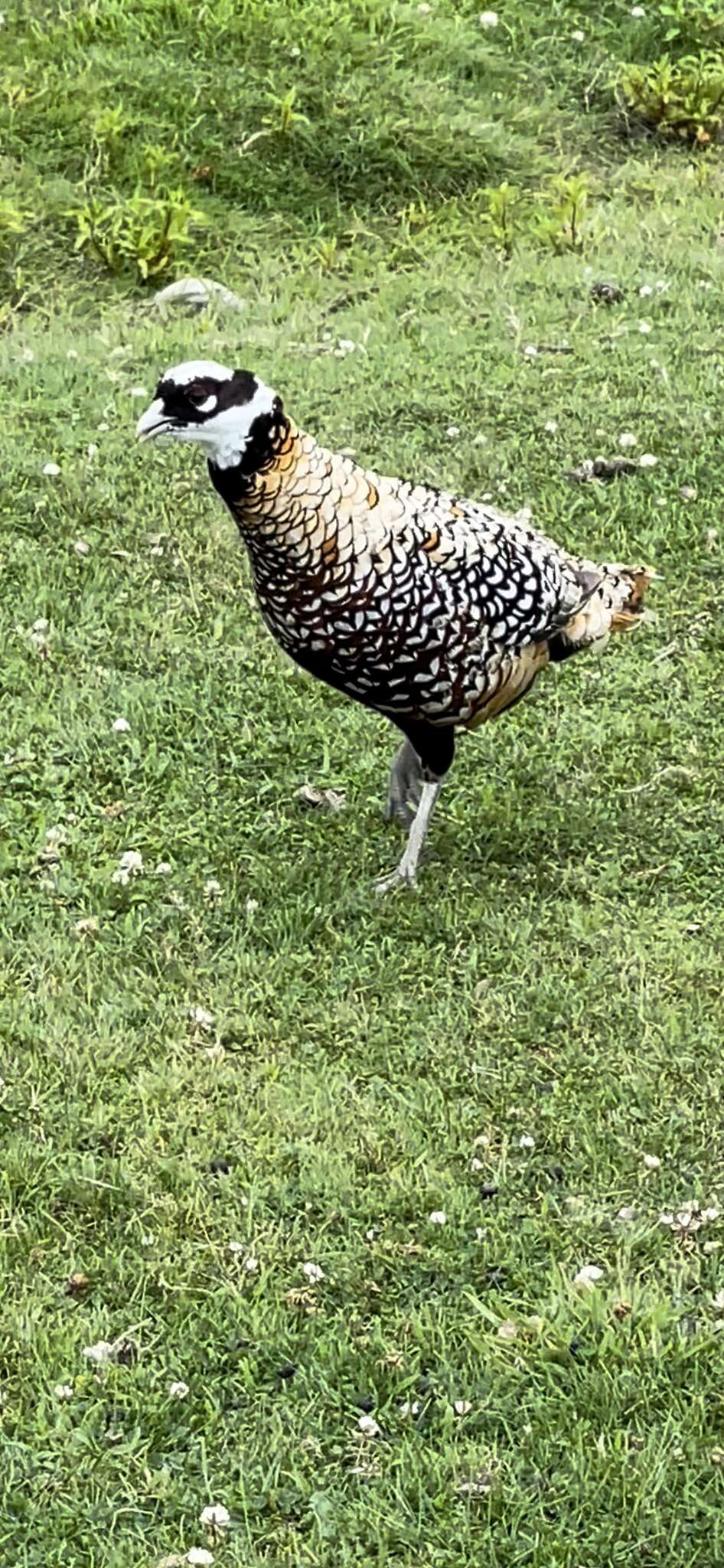 Image of Reeves's Pheasant