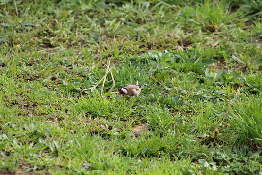 Imagem de Carduelis carduelis britannica (Hartert 1903)