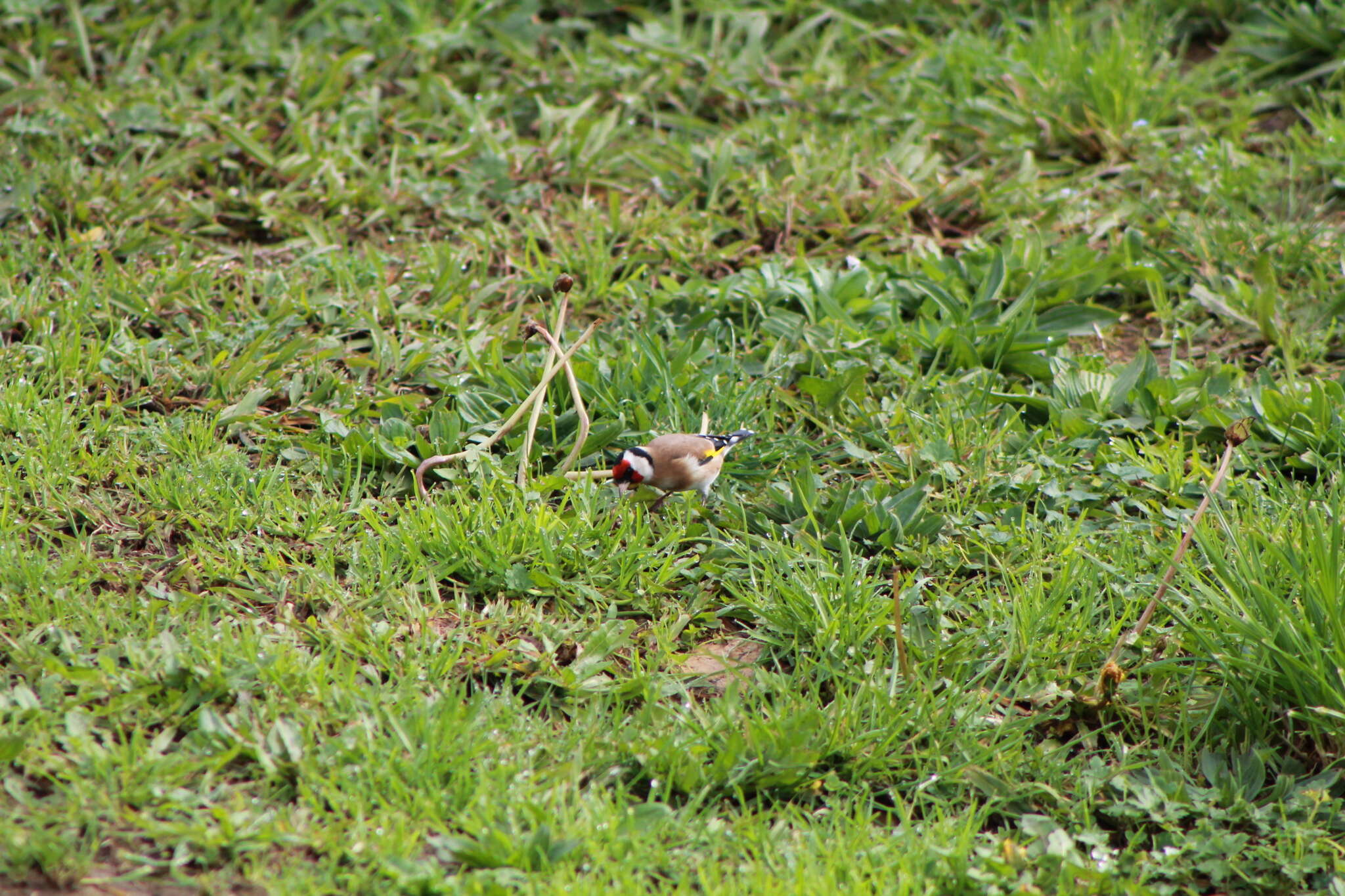 Image of Goldfinch