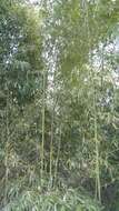 Plancia ëd Phyllostachys reticulata (Rupr.) K. Koch