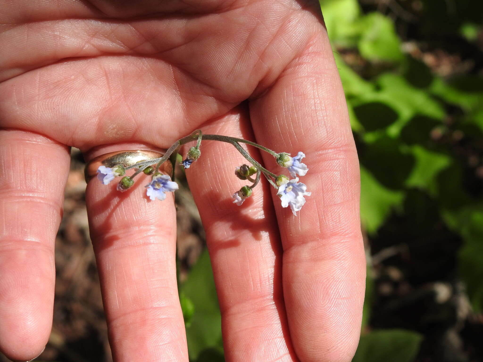 Plancia ëd Andersonglossum boreale (Fernald) J. I. Cohen