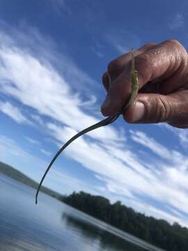 Image of Northern Pipefish