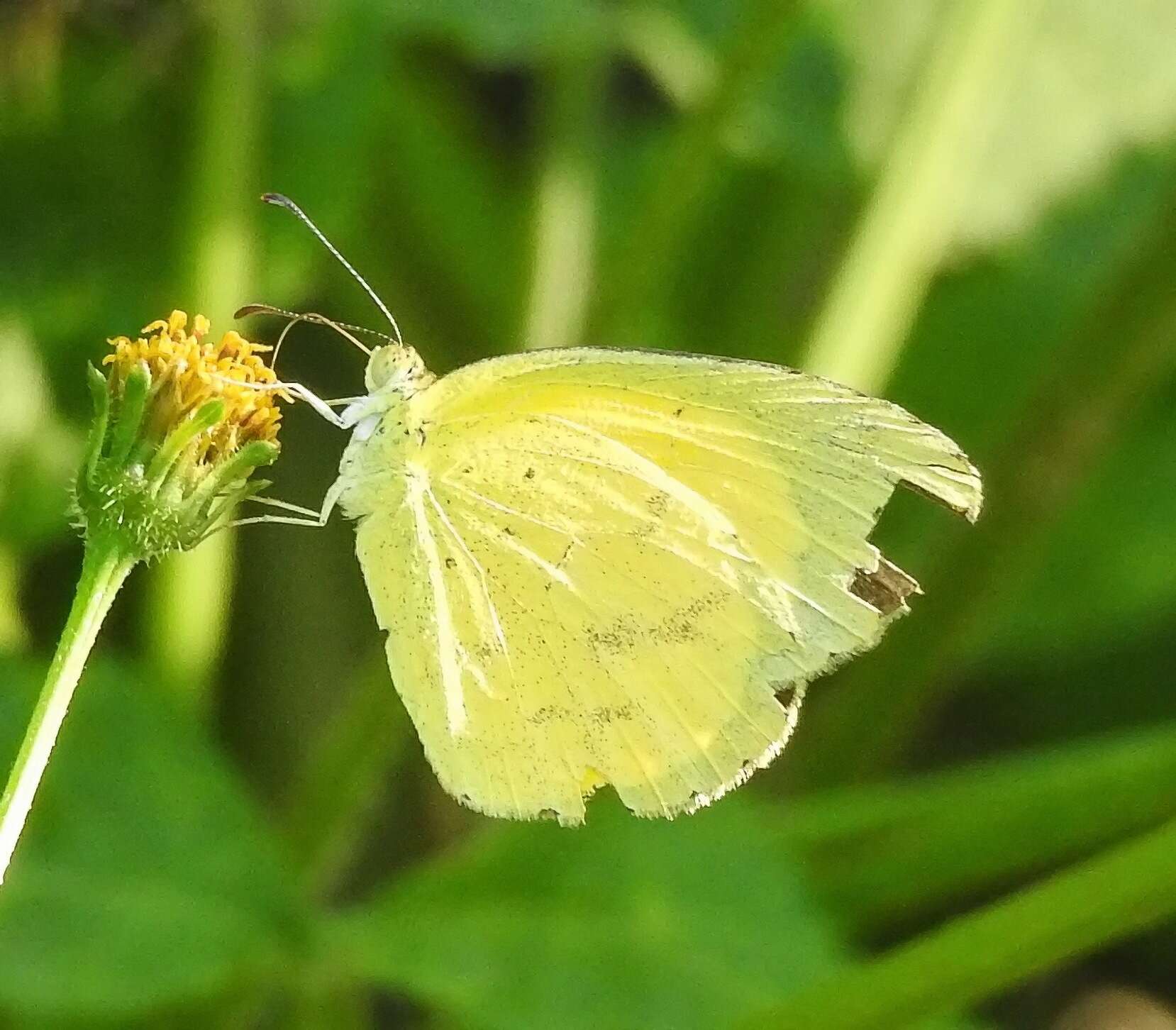 Слика од <i>Eurema <i>brigitta</i></i> brigitta