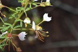 Image of large clammyweed