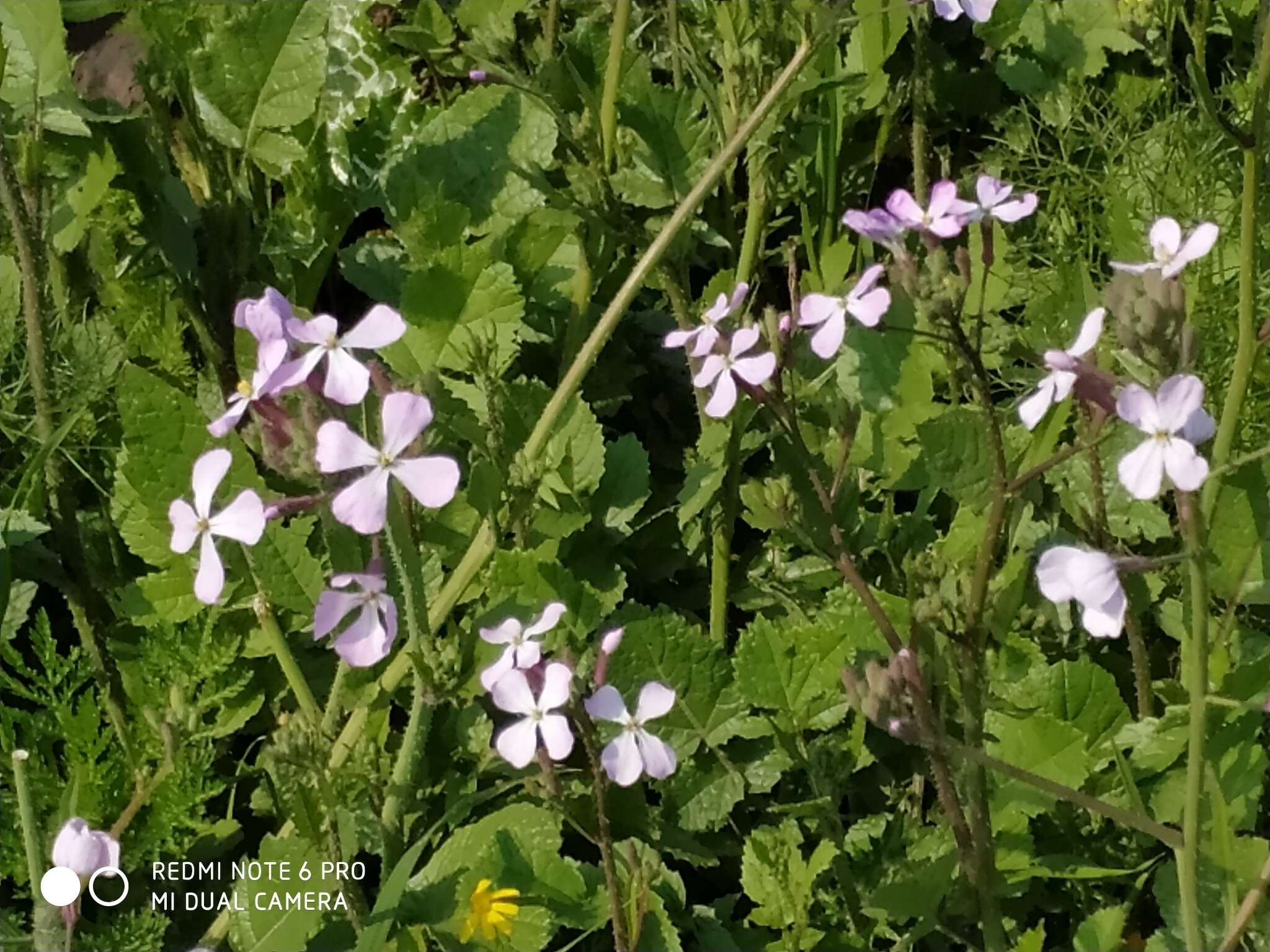 Image of Raphanus raphanistrum subsp. rostratus (DC.) Thell.