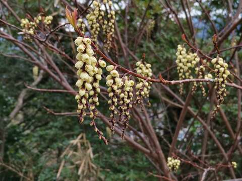 Image de Stachyurus praecox Sieb. & Zucc.