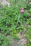 Image of red pricklypoppy