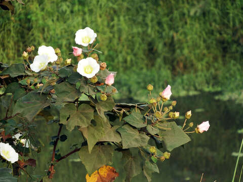 Image de Hibiscus taiwanensis S. Y. Hu