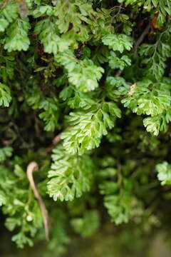 Image of Hymenophyllum cupressiforme Labill.