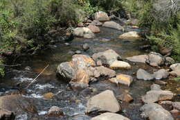 Image of Drakensberg Crag Lizard