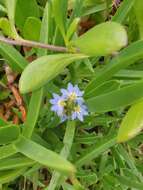 Imagem de Scaevola calendulacea (Kenn.) Druce