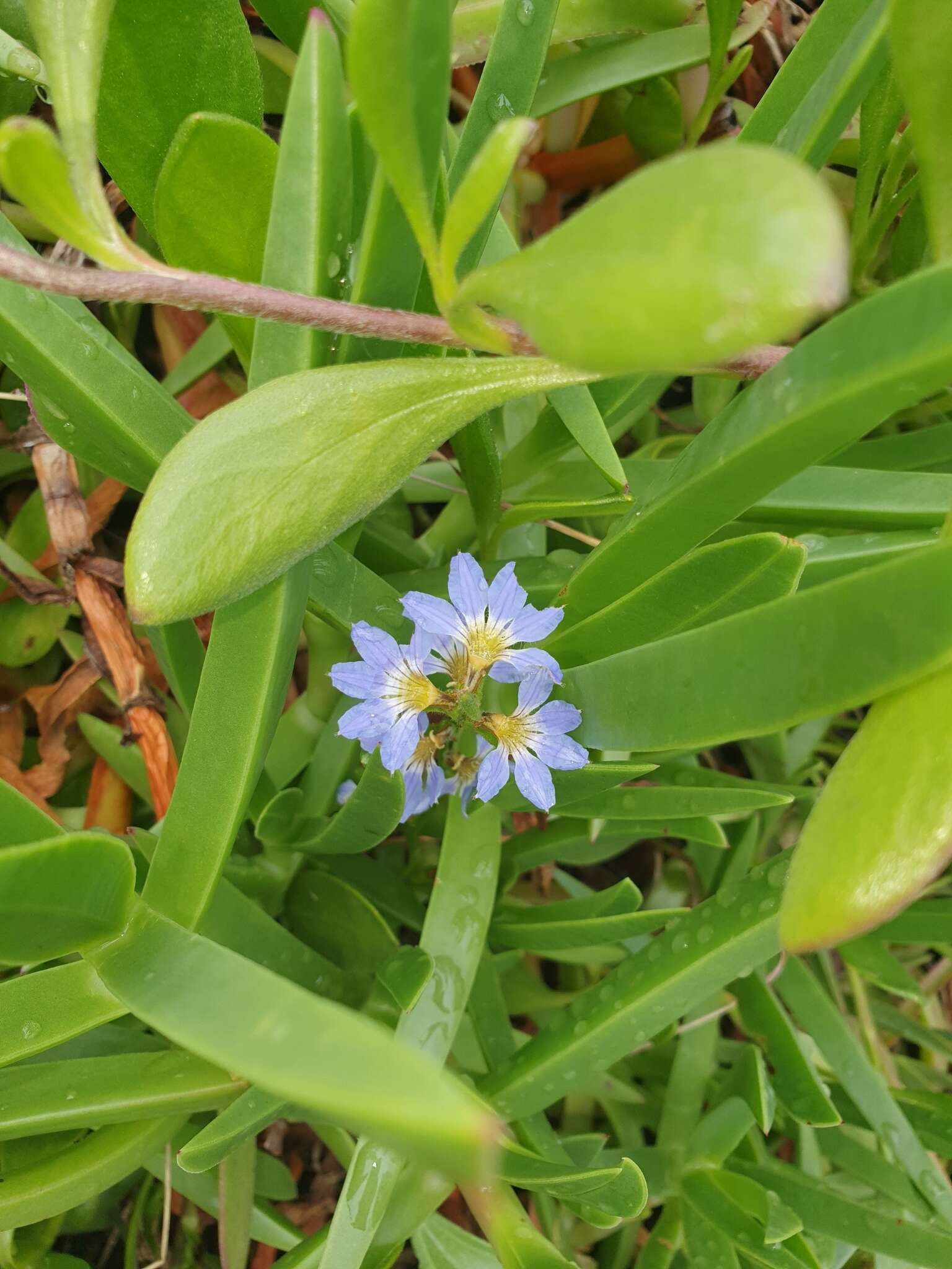 Imagem de Scaevola calendulacea (Kenn.) Druce