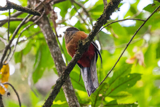 Image of Bar-tailed Trogon