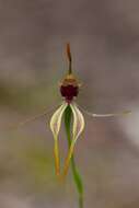 Image of Stumpy spider orchid