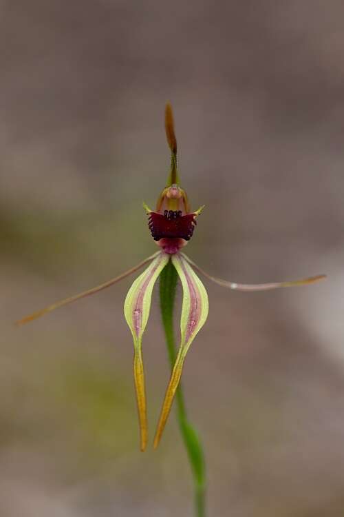 Image of Stumpy spider orchid