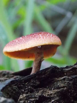 Image of Gymnopilus subpurpuratus Guzm.-Dáv. & Guzmán 1991