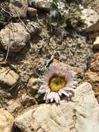 Image of cushion Townsend daisy