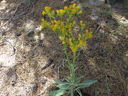 Senecio aronicoides DC. resmi