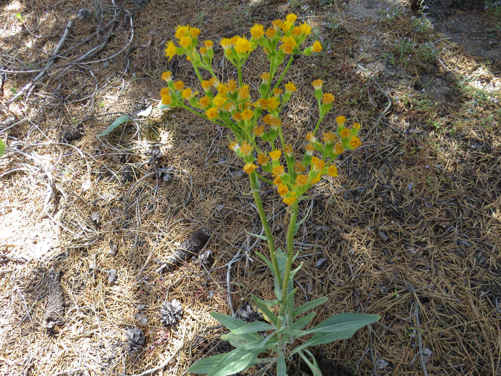 Senecio aronicoides DC. resmi