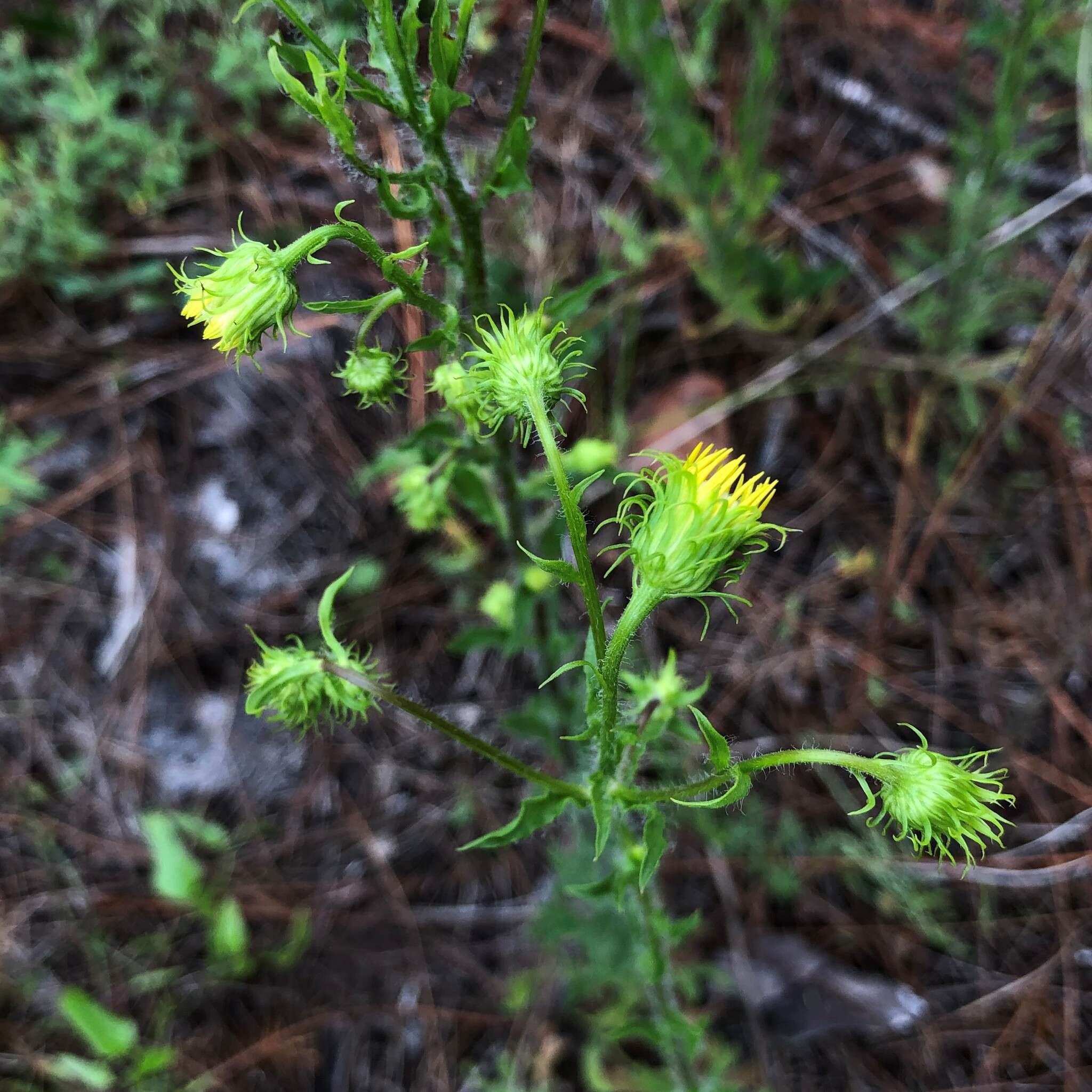 Image of scrubland goldenaster