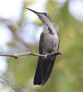 Plancia ëd Anthracothorax dominicus (Linnaeus 1766)