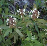 Image of Howell's lousewort