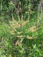 Image of coastal plain staggerbush