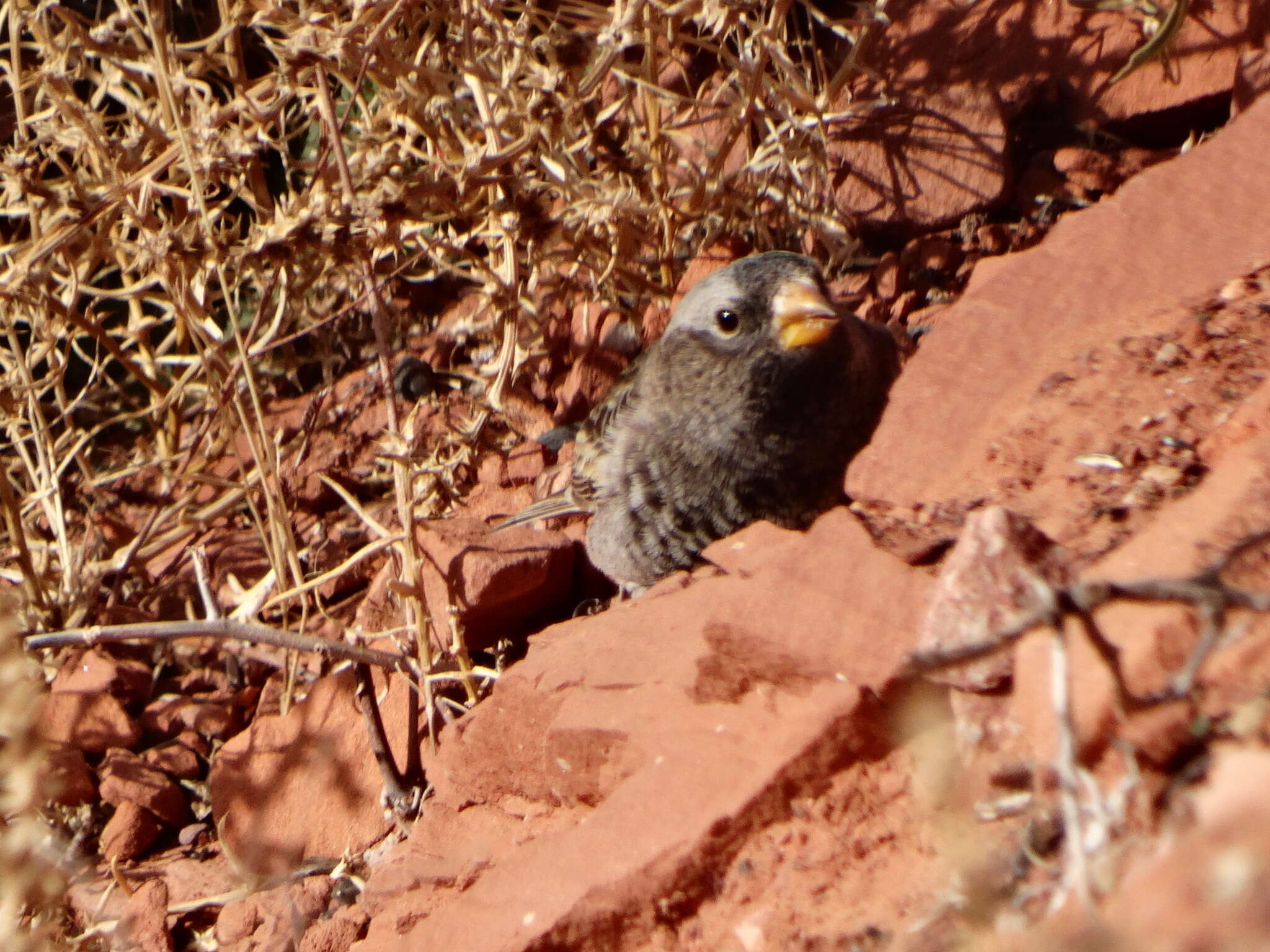 Image of Black Rosy Finch