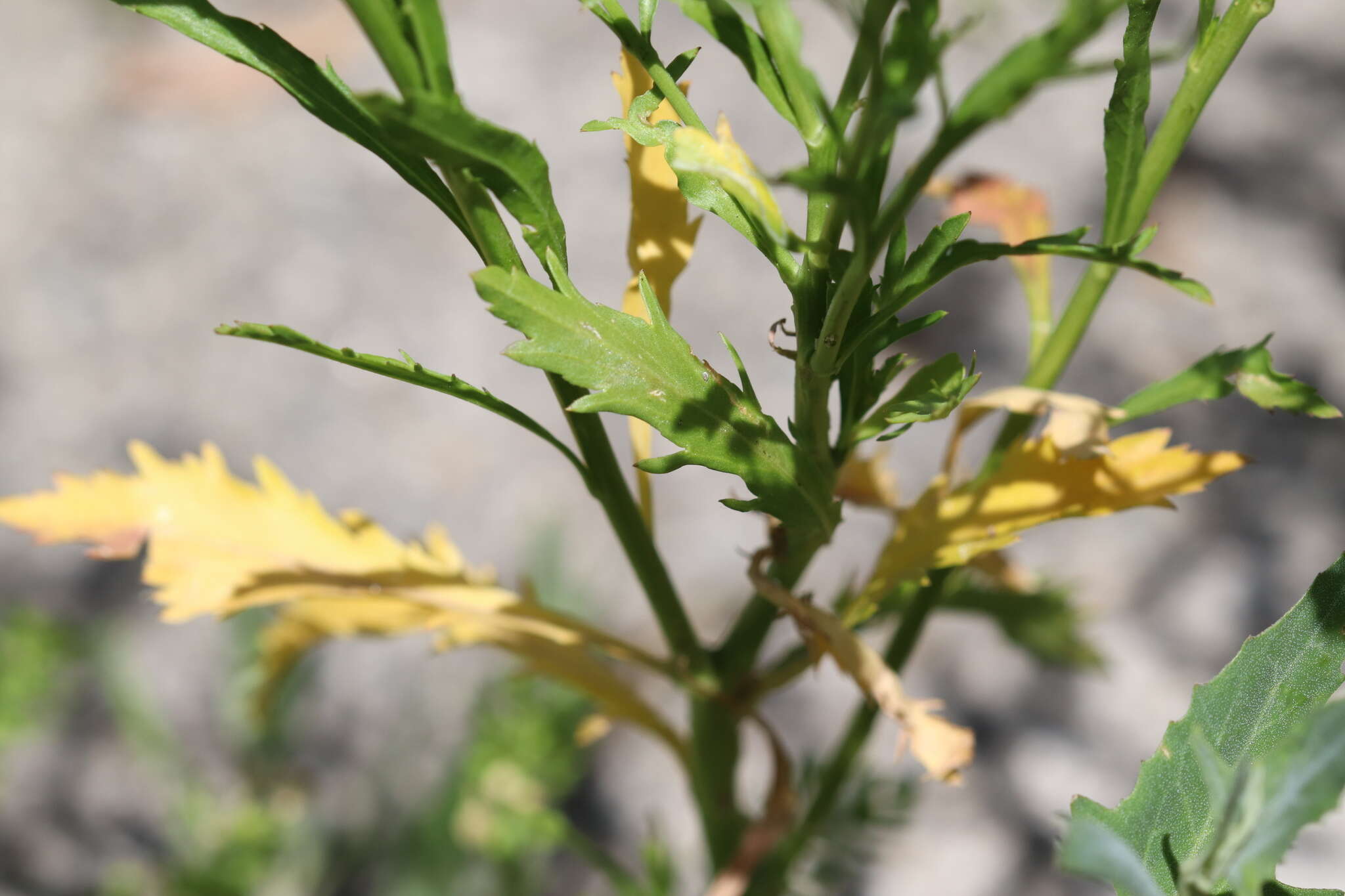 Image of Virginia pepperweed