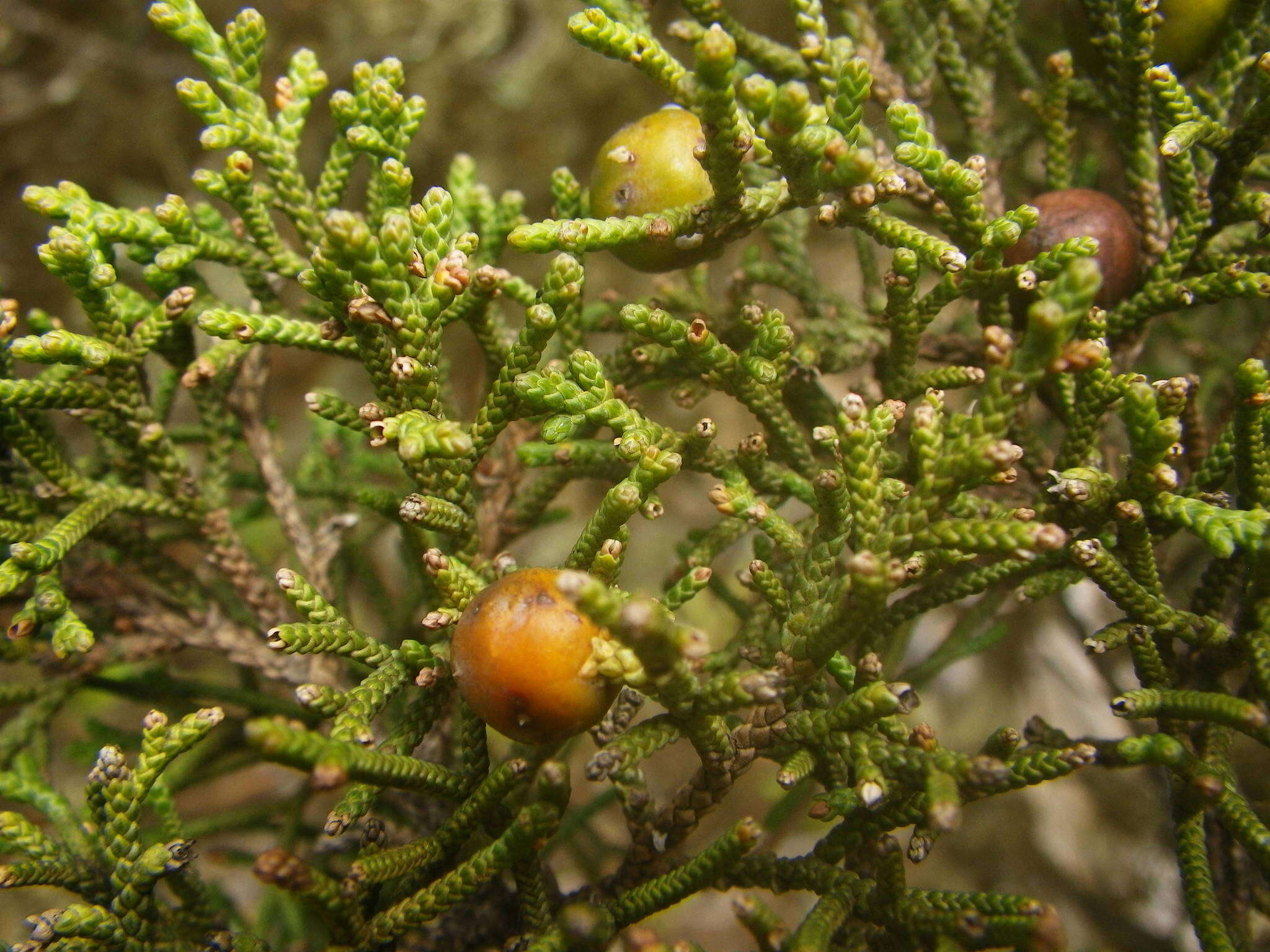 Image of Juniperus phoenicea subsp. phoenicea