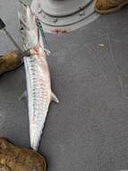 Image of Narrow-barred Spanish Mackerel