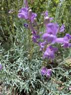 Слика од Penstemon sepalulus A. Nels.