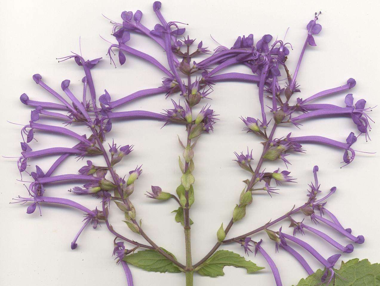 Image of Plectranthus ecklonii Benth.