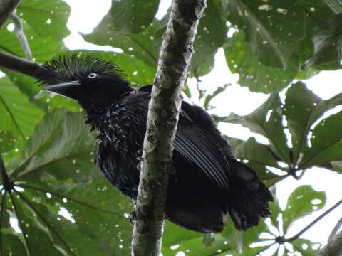 Image of umbrellabird