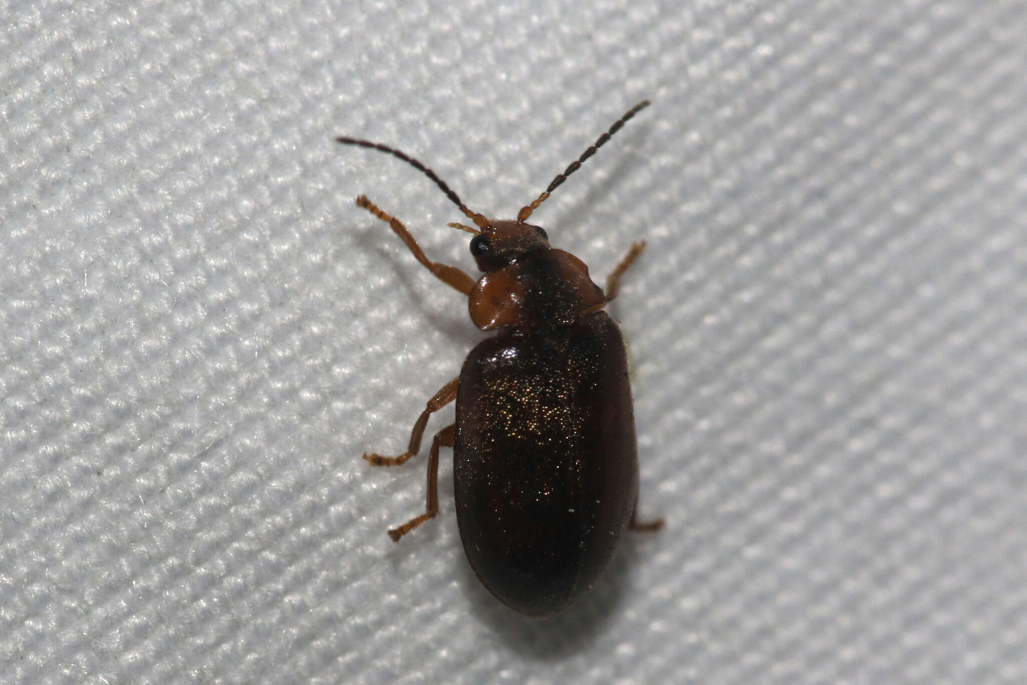 Image of Microcara testacea (Linnaeus 1767)