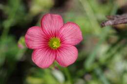 Imagem de Oxalis stenorrhyncha Salter