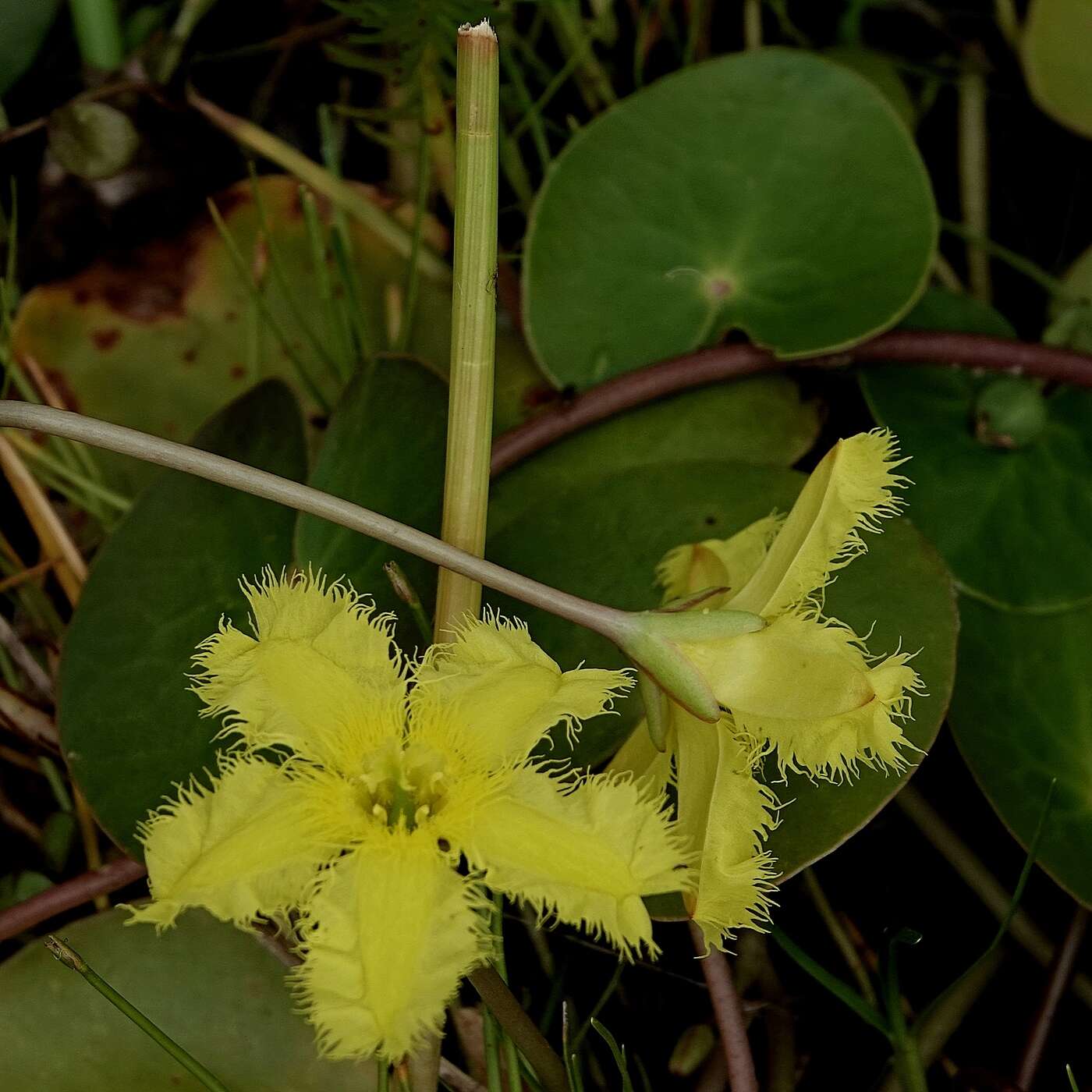 Image of Nymphoides montana H. I. Aston