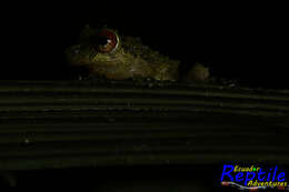 Image of Porvenir robber frog
