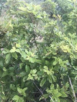 Image of Vitex obovata E. Mey.