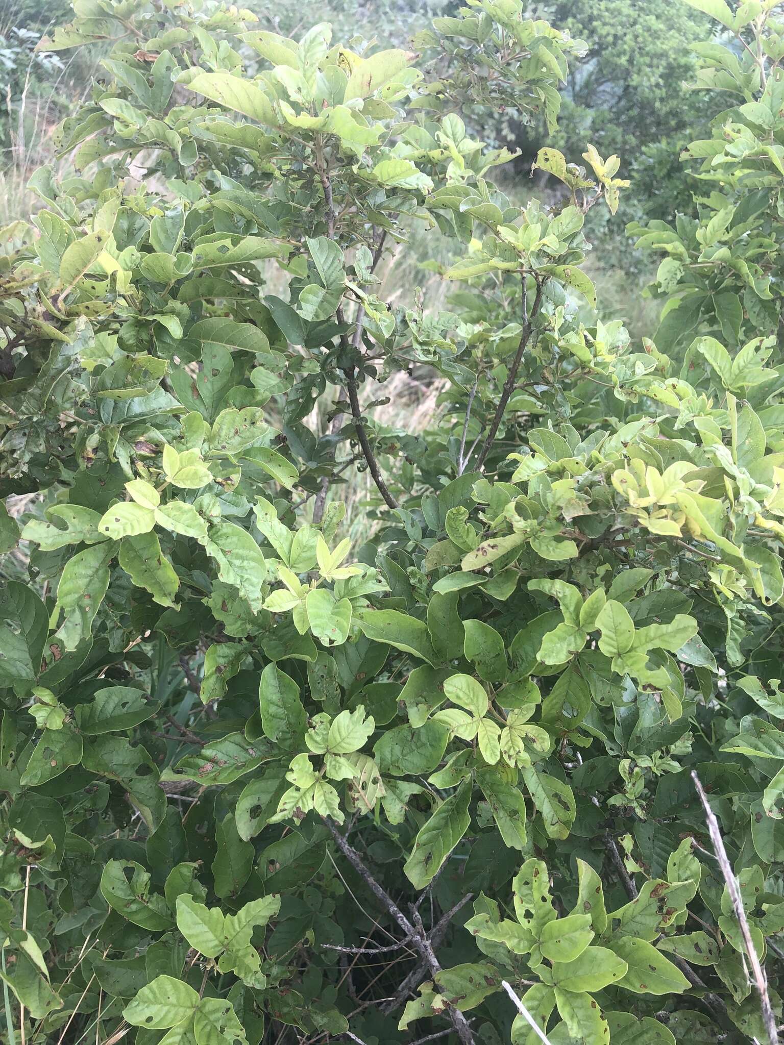 Imagem de Vitex obovata E. Mey.