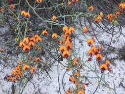 Image of <i>Daviesia incrassata</i> subsp. <i>reversifolia</i> (F. Muell.) Crisp