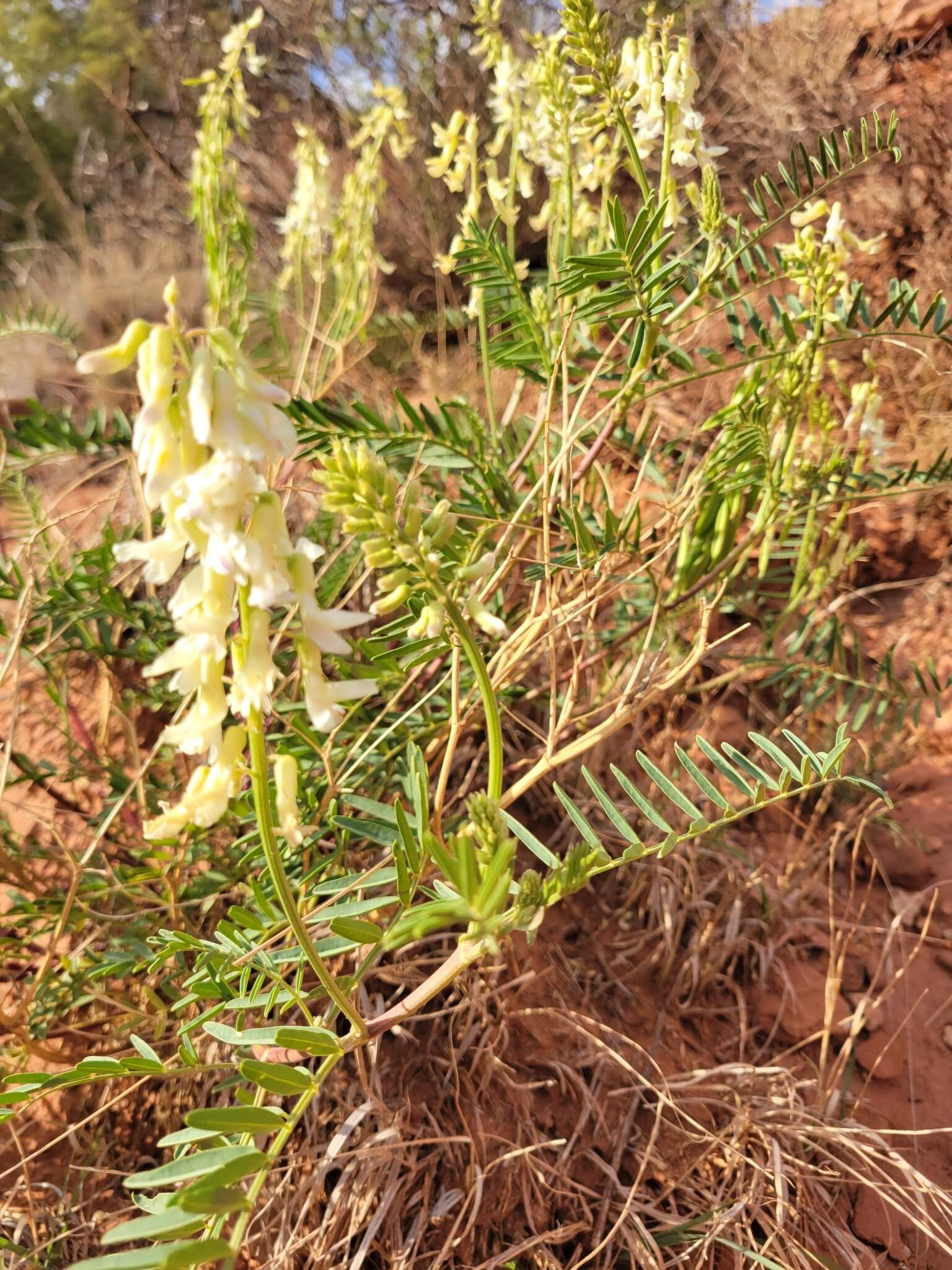 Imagem de Astragalus racemosus Pursh