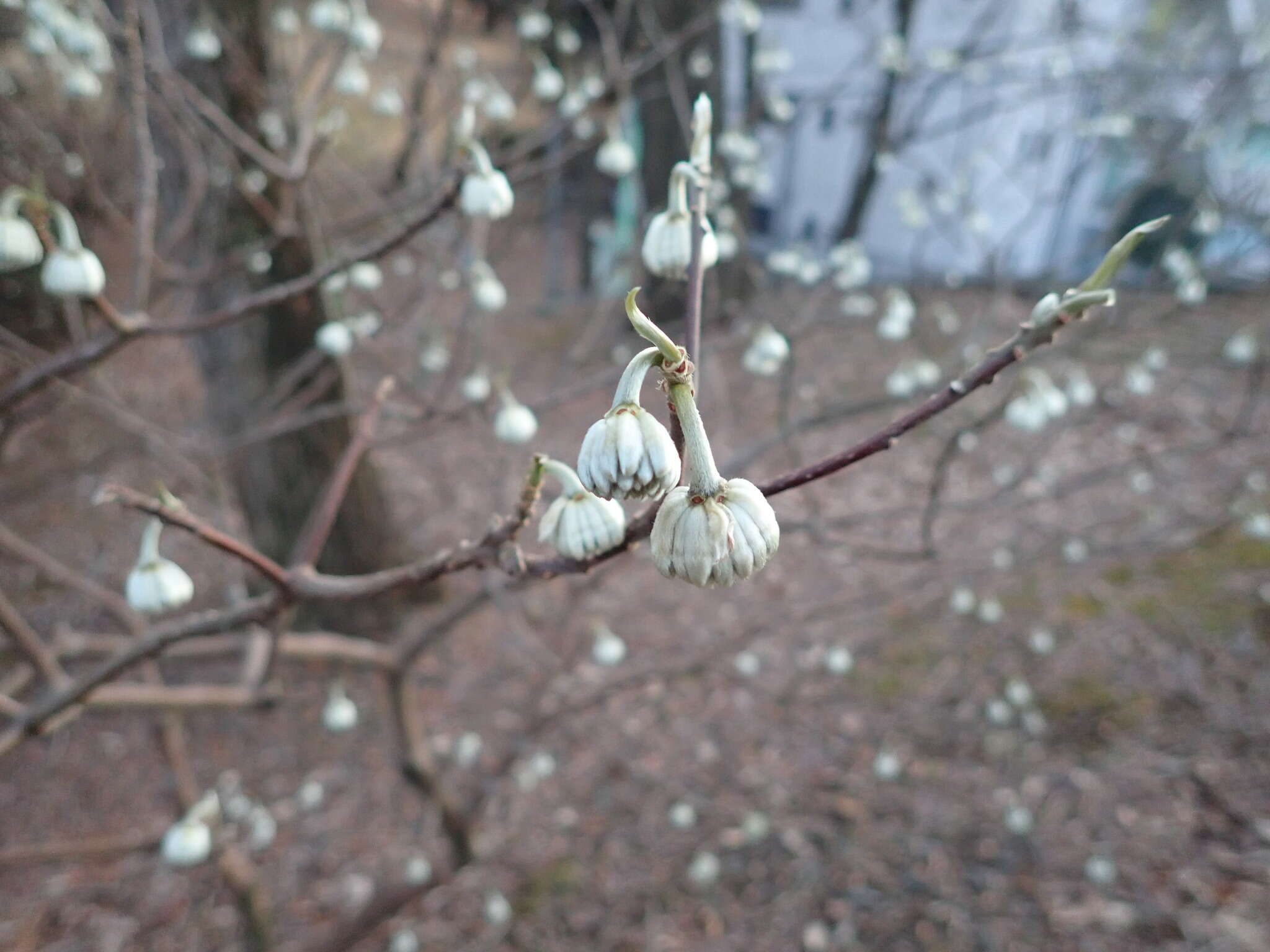 Plancia ëd Edgeworthia chrysantha Lindl.