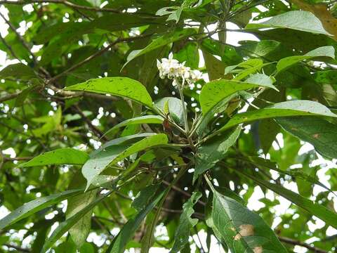 Image of potatotree