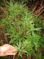 Image of Coastal Burnweed