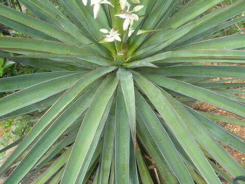 Image of Yucca capensis L. W. Lenz