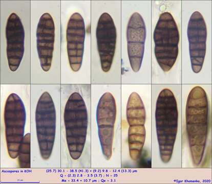 Слика од Gloniopsis subrugosa (Cooke & Ellis) E. Boehm & C. L. Schoch 2009