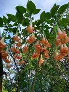 Image of arborescent angel's-tears