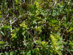 Image of Cruciata glabra (L.) Opiz