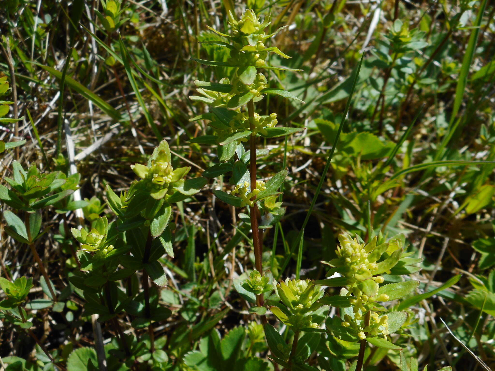 Image of Cruciata glabra (L.) Opiz